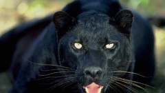 Animals panthers whiskers