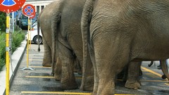 Animals parking funny elephants street signs