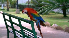 Animals Parrots bench Venezuela