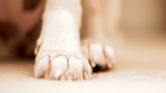 Animals paw Dogs