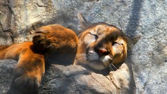 Animals paw sleeping Lions