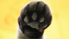 Animals paws