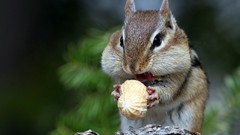 Animals peanut peanuts chipmunks