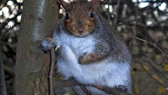 Animals peanut squirrels