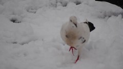 Animals pigeon blood