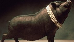 Animals pigs pearls