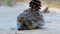 Animals pinecones hedgehogs