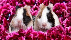 Animals pink flowers pets guinea pigs