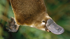 Animals platypus