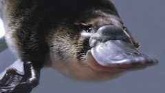 Animals platypus Mammals