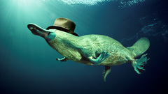 Animals platypus underwater