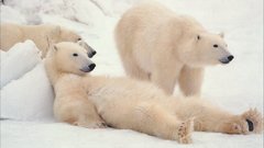 Animals Polar Bears
