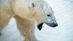 Animals Polar Bears