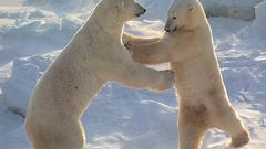 Animals Polar Bears