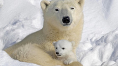 Animals Polar Bears baby