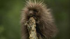 Animals porcupines baby animals