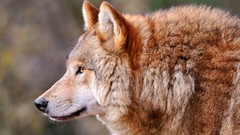 Animals predator muzzle Profile Wolves