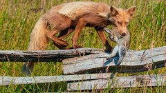 Animals Prey Wooden fence fences Bunnies foxes