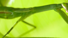Animals preying mantis animal