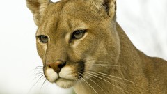 Animals Profile Montana cougars