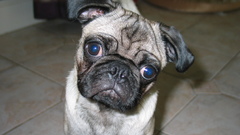 Animals Pugs Puppies