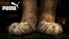 Animals puma cat paws