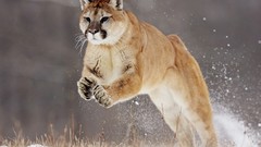 Animals puma cougars