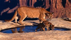 Animals puma mountain lions