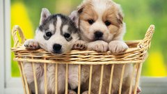 Animals Puppies