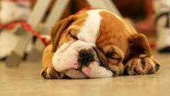 Animals Puppies bulldog