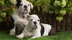 Animals Puppies bulldog