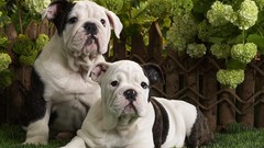 Animals Puppies bulldog