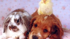 Animals Puppies Bunnies baby animals baby birds Young rabbits