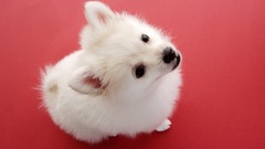 Animals Puppies chihuahua