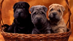 Animals Puppies cubs Chinese Sharpei