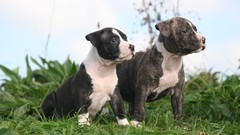 Animals Puppies Dogs american staffordshire terrier