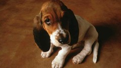Animals Puppies Dogs Basset Hound