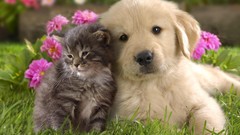 Animals Puppies Dogs Best Friends