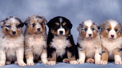 Animals Puppies Dogs blue background Simple Background baby 
