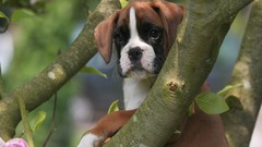 Animals Puppies Dogs boxer dog