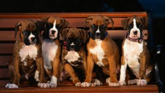 Animals Puppies Dogs boxer dog