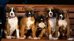 Animals Puppies Dogs boxer dog