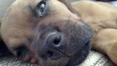 Animals Puppies Dogs boxer dog boxweiler