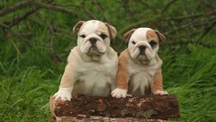 Animals Puppies Dogs bulldog english bulldog