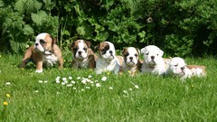 Animals Puppies Dogs bulldog english bulldog
