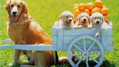 Animals Puppies Dogs cart fruits golden retriever baby animals