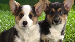 Animals Puppies Dogs corgi