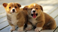 Animals Puppies Dogs corgi