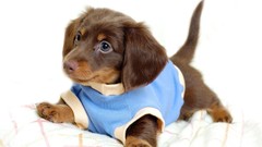Animals Puppies Dogs cubs domestic dog