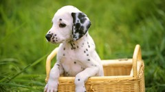 Animals Puppies Dogs Dalmatians